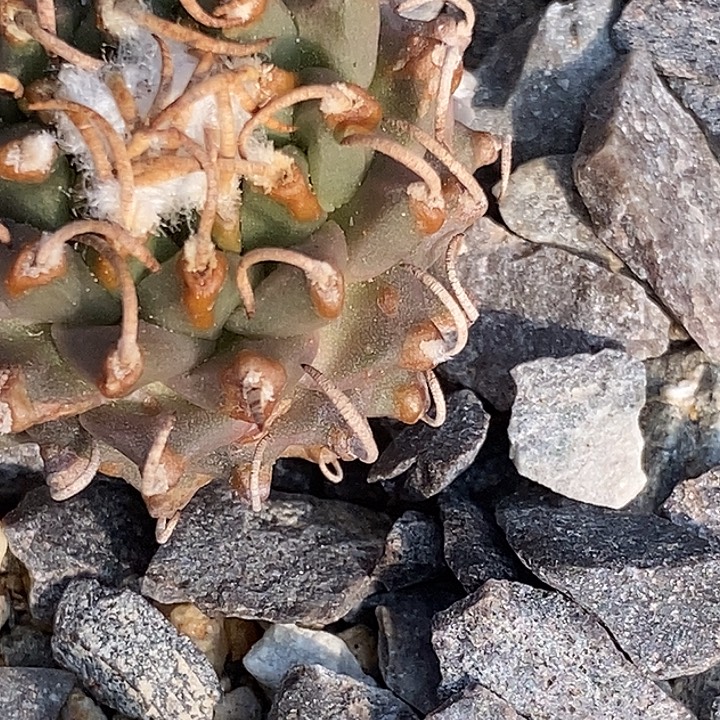 司***森娇丽安德森保温发货