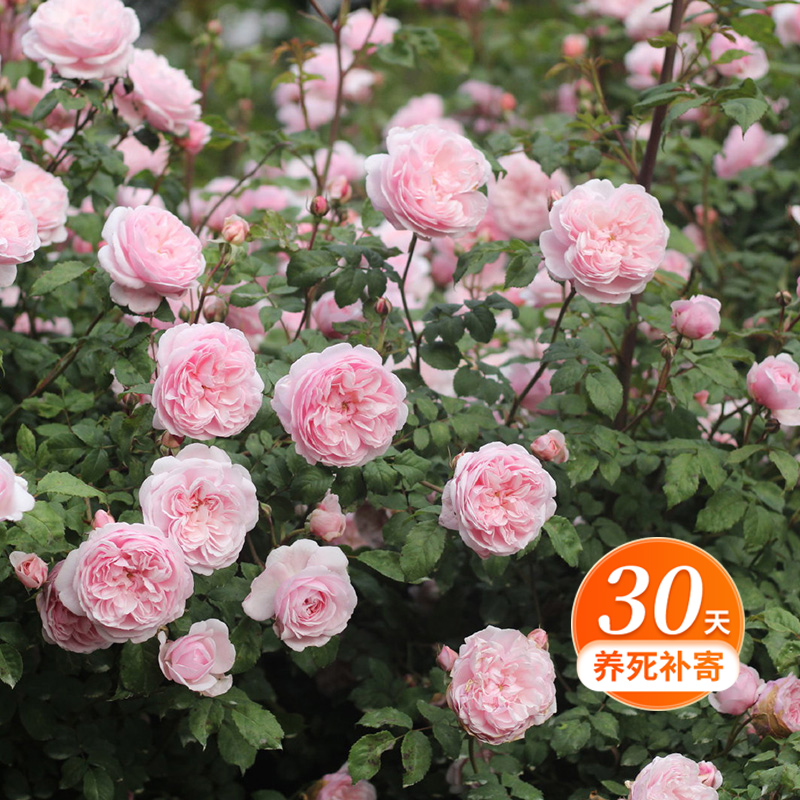 天狼月季  轻裾 自育月季玫瑰 多季粉色灌木阳台庭院易养护