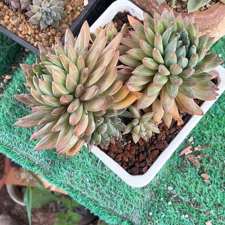 红陶岁**s陨石多头老桩多肉