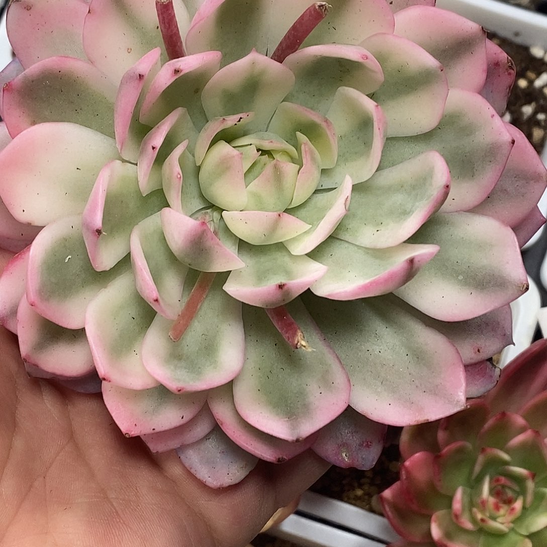 韩水晶锦  小方花圃一物一拍