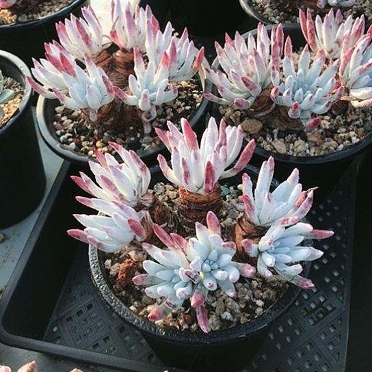 韩货原种棒叶仙女棒