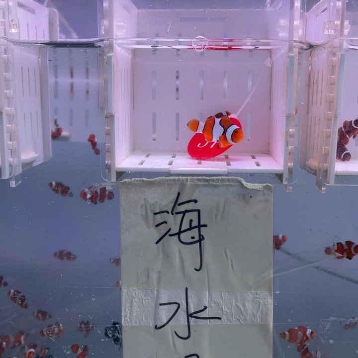 海水鱼精品背心一对3-4