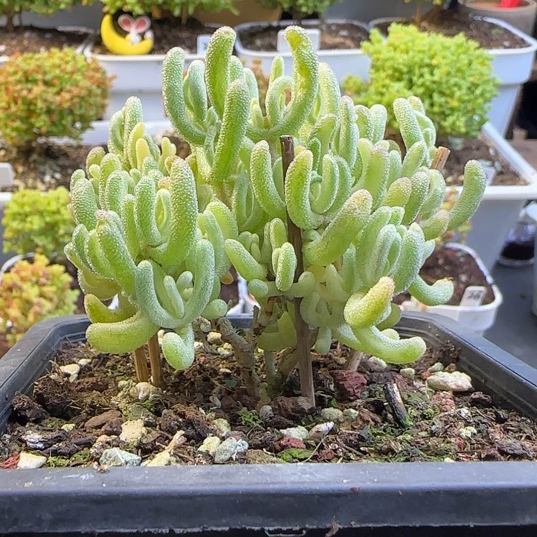 橙叶锦枝干番杏。。