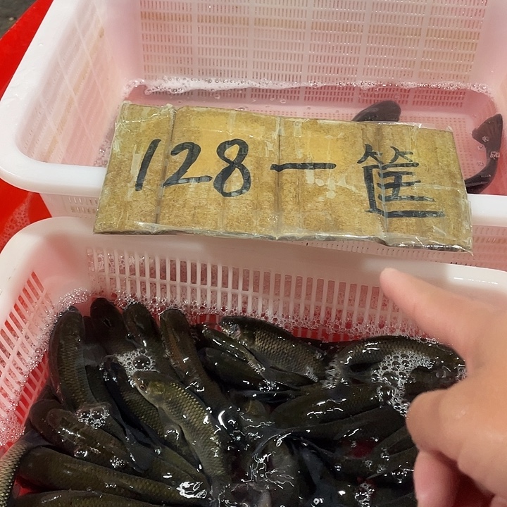 海水鱼草鱼淡水鱼