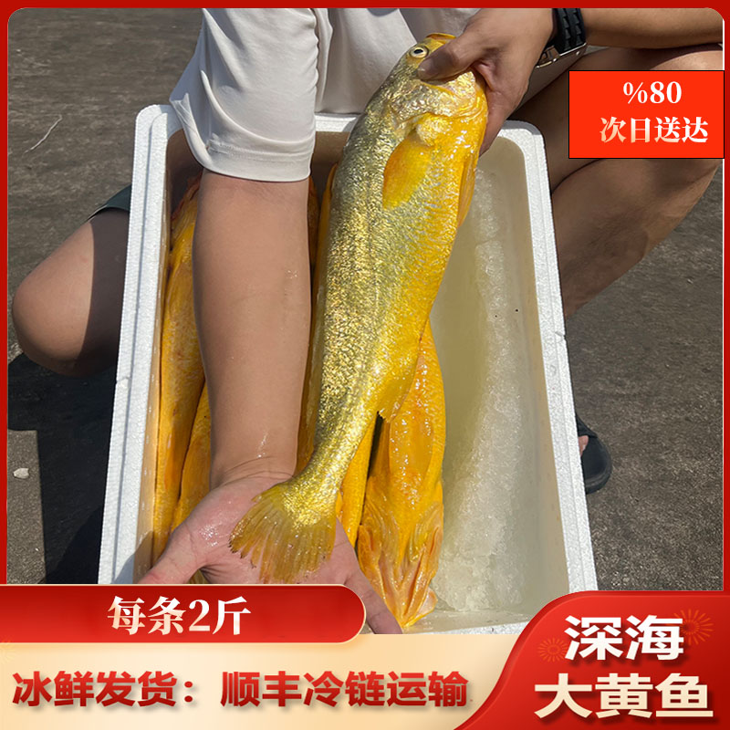2斤规格【深海大黄鱼】 活鱼捕捞  独立包装 冰鲜发货 顺丰包邮