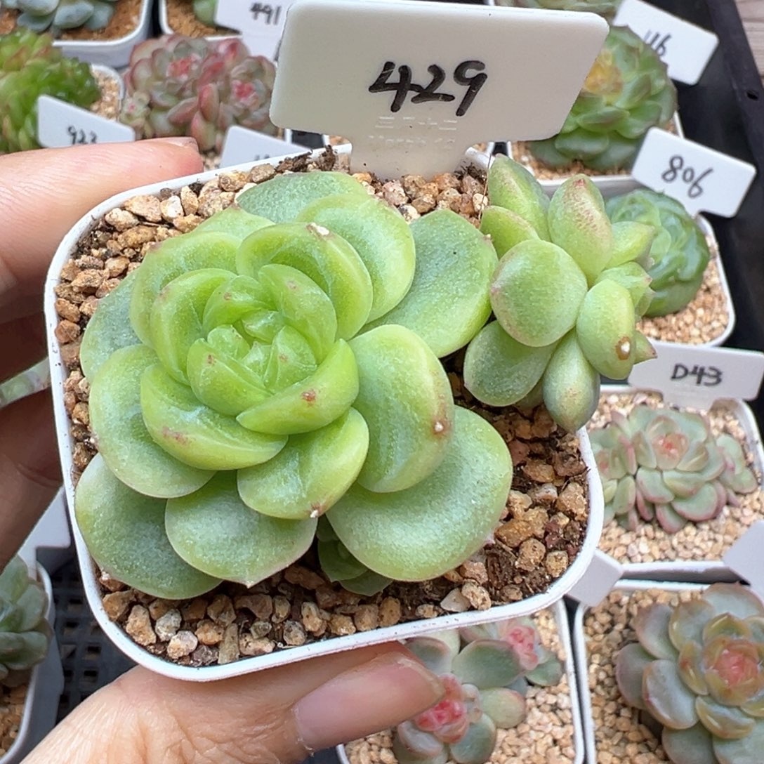 429号财富c8带两崽