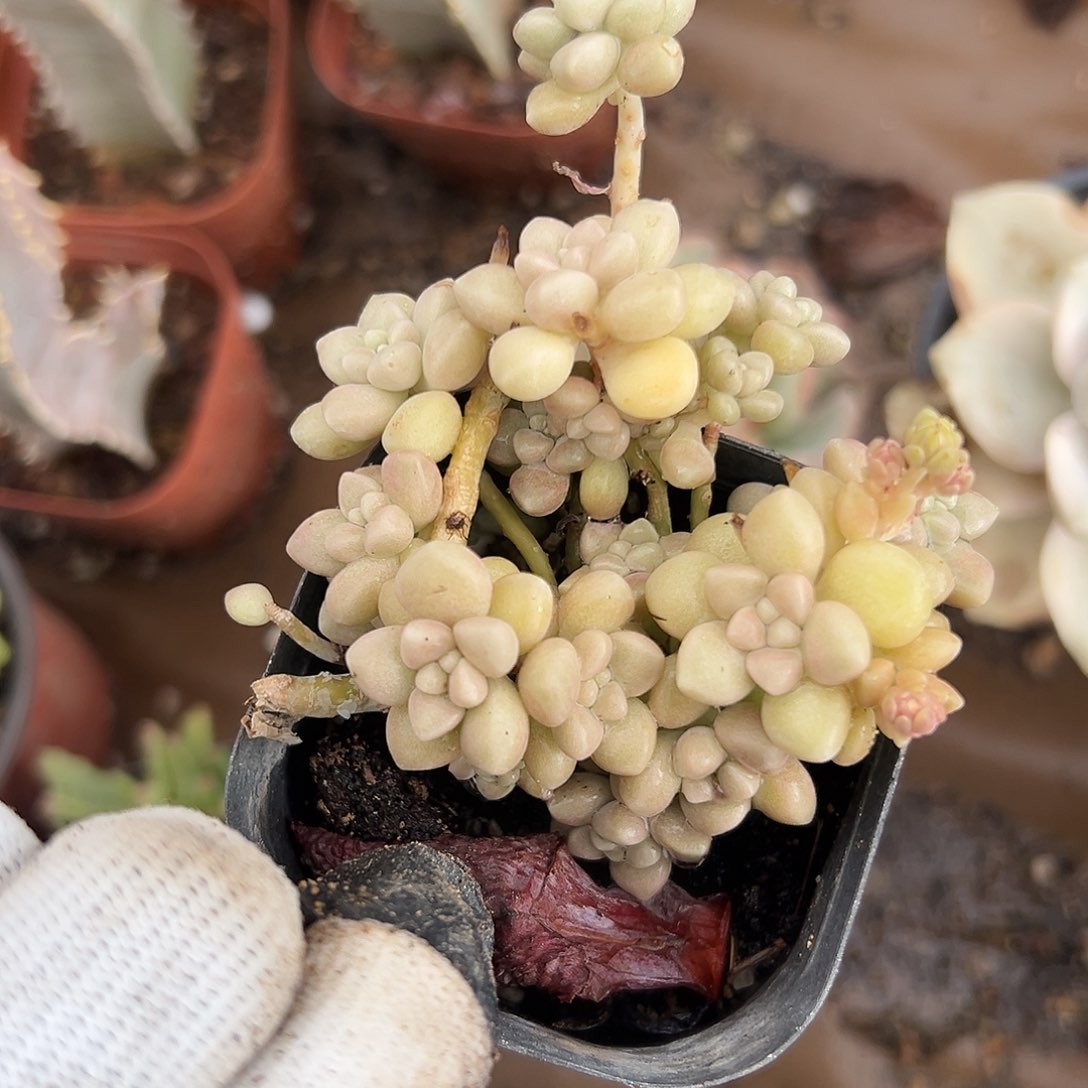 富DVD扣哦哦我小心翼翼中央音乐学院