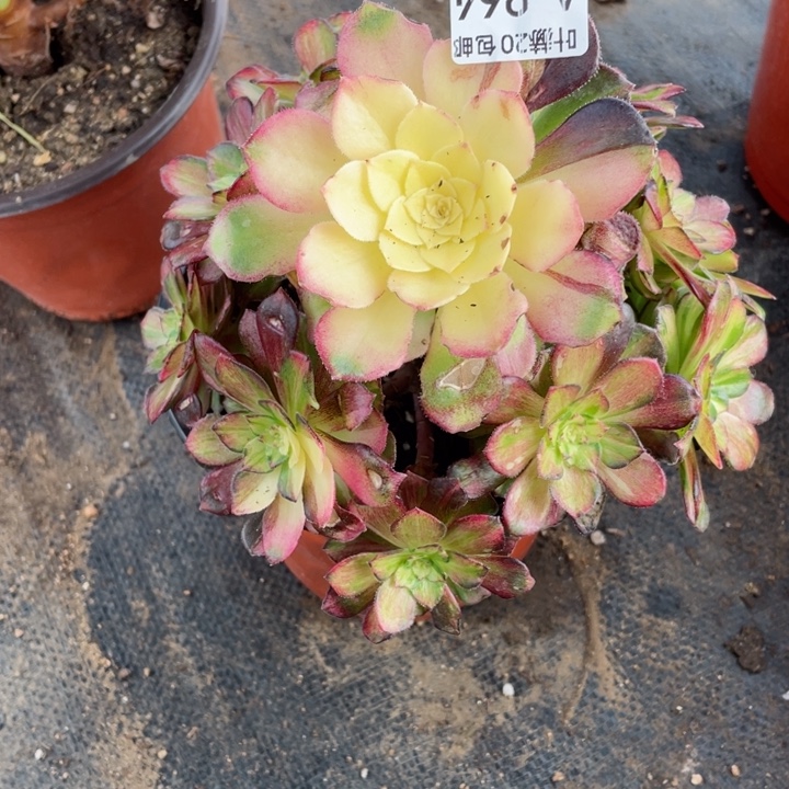 964龙鳞多肉有断12345678多肉