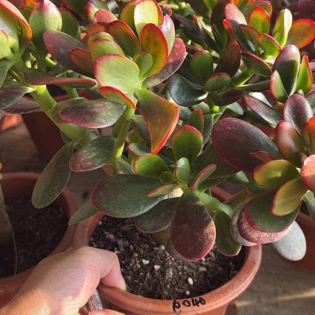 用***9稀有红叶玉树带盆6040