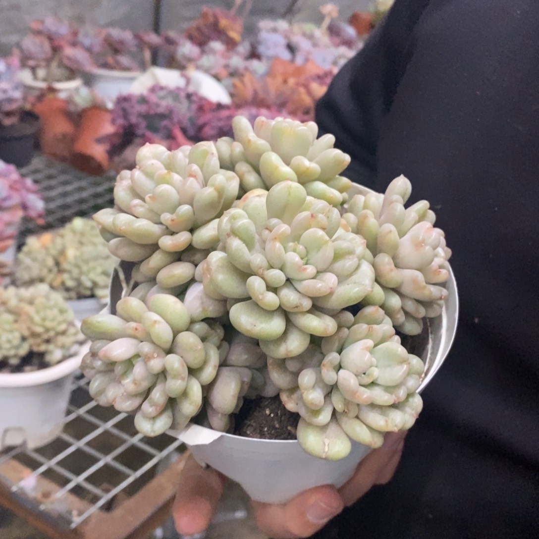 比尔盖茨六头起发