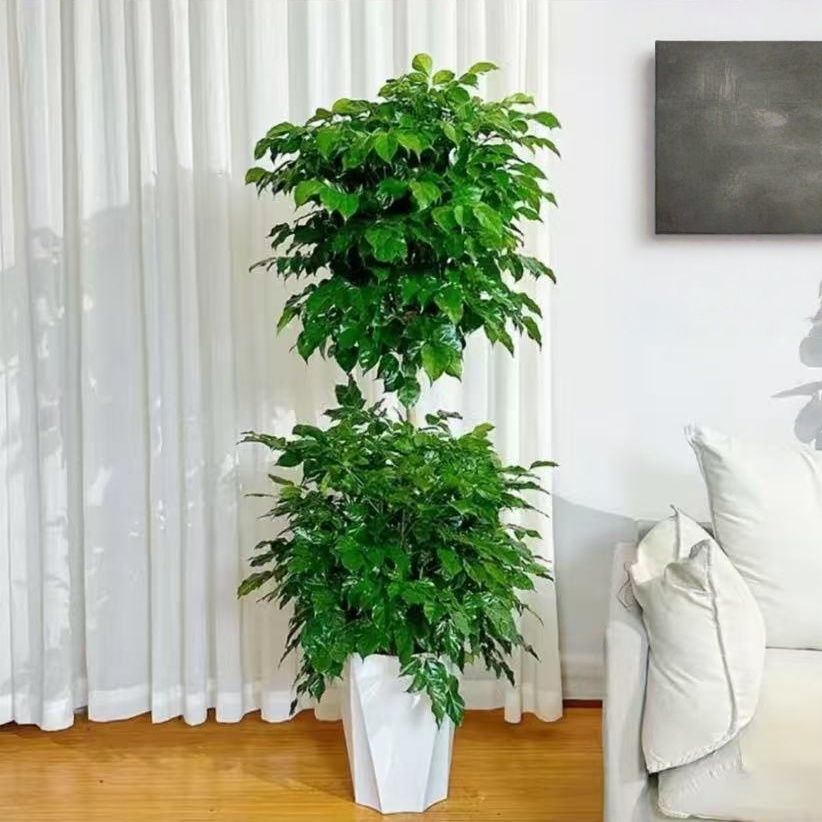 【京东送货上门】双层幸福树含盆高度1.3-1.4米净化空气吸甲醛