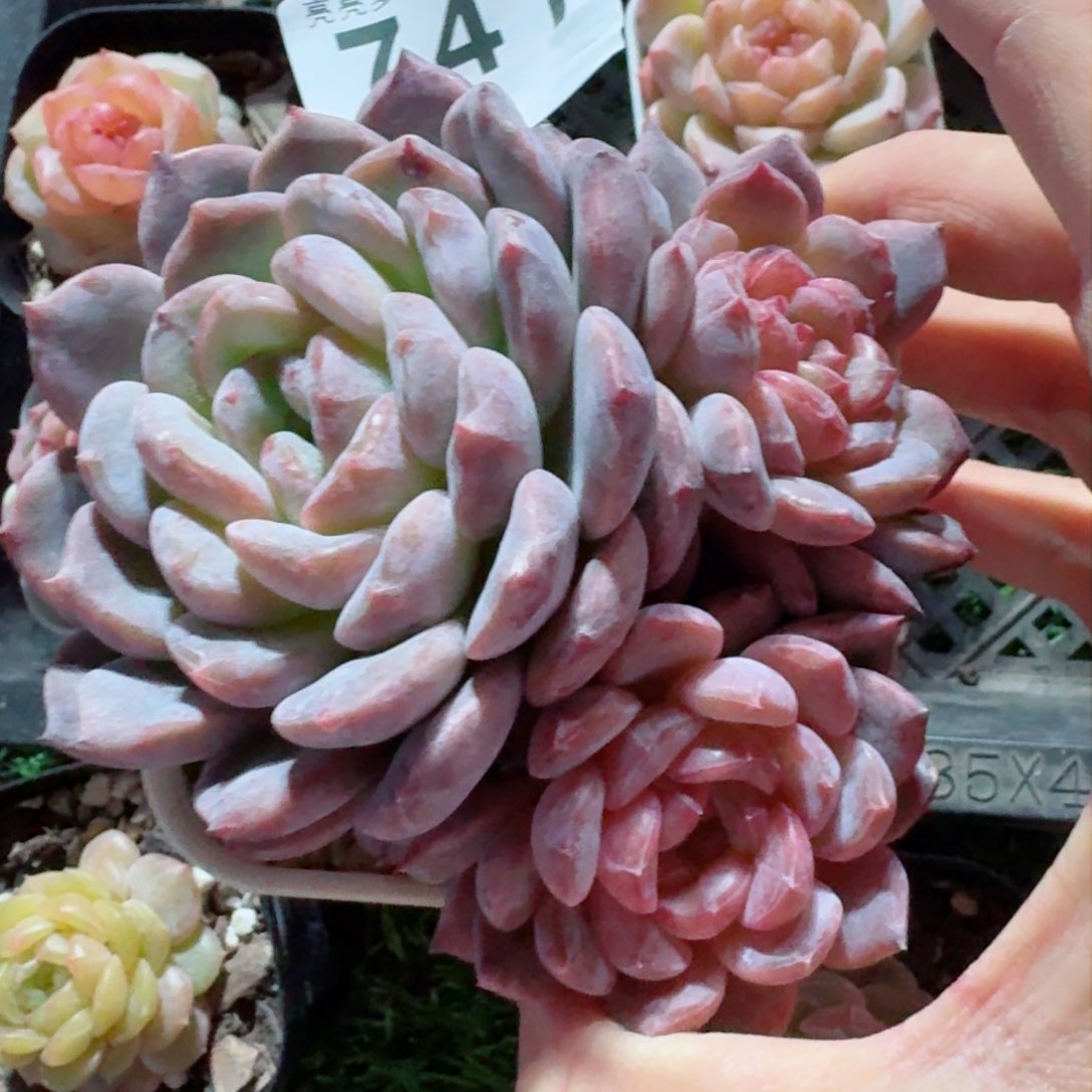 冰魄群生         精品多肉