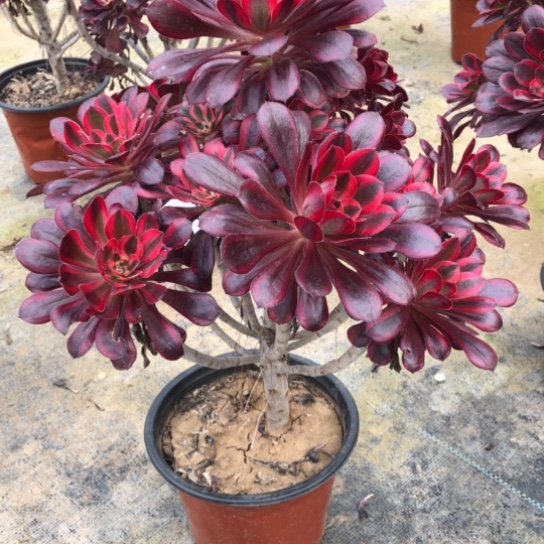 法师多肉植物台****哥法师904