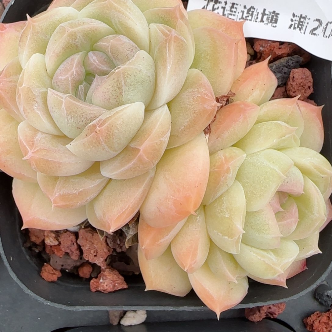 花语逸镜0127-312