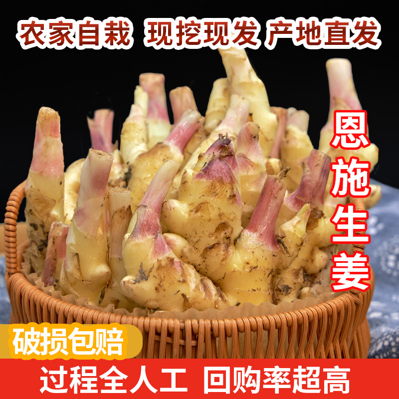 恩施新鲜凤头姜新鲜现挖红芽嫩姜农家种植小黄姜生姜香味浓郁辛辣