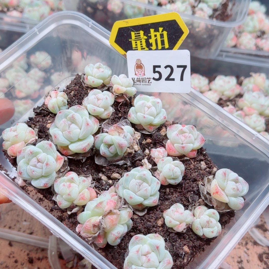 多肉植物多肉植物