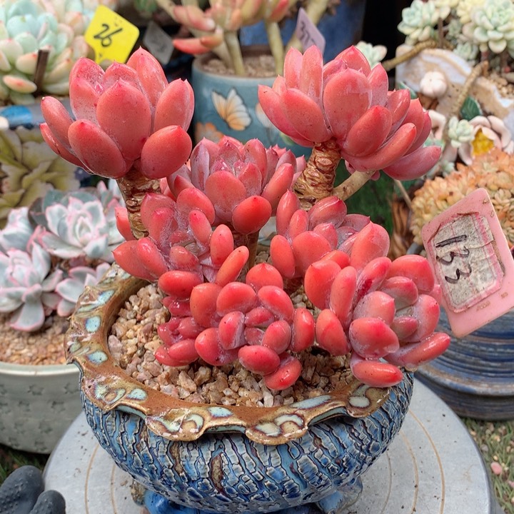 欢喜多肉一物一拍灰姑娘133