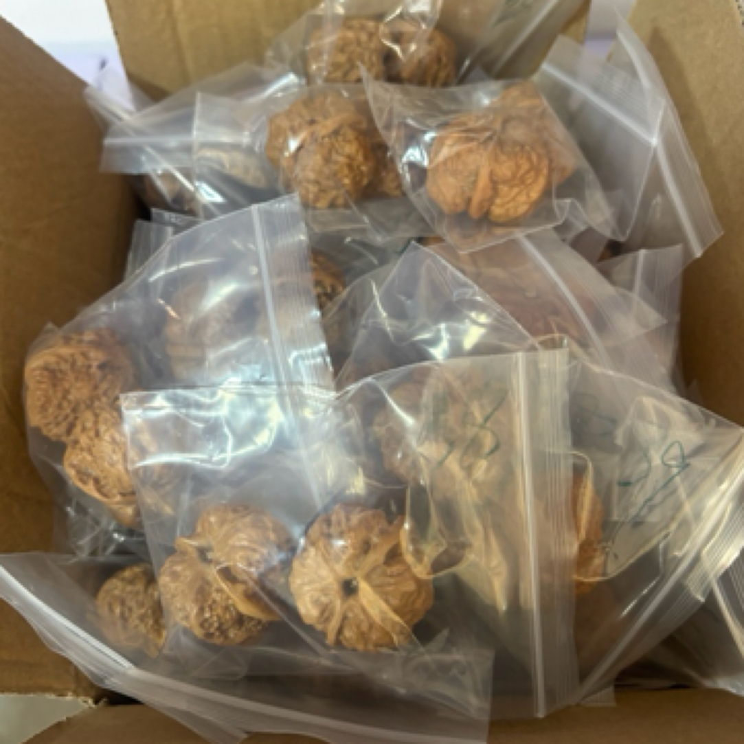 一元购核桃品种随机（每人每天只发一对）