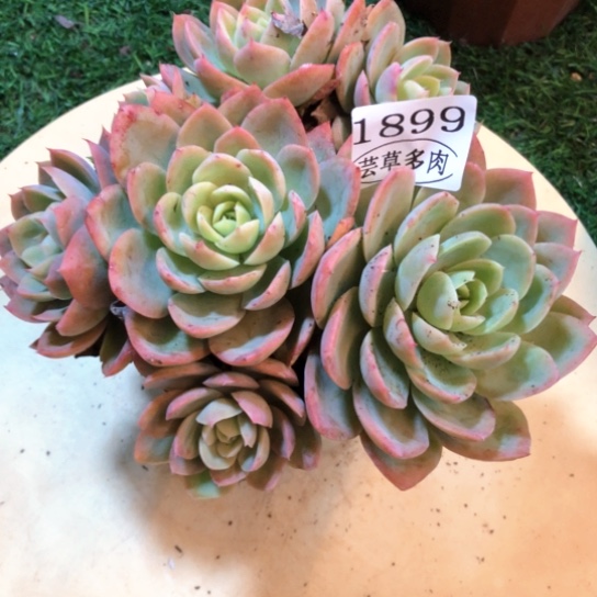 丝绸面纱，1899，一物一拍