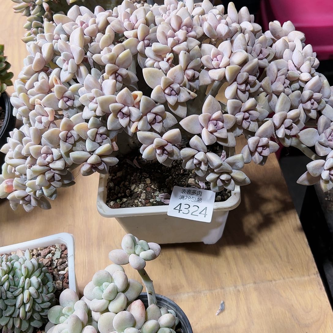 9号我们的确是一4324