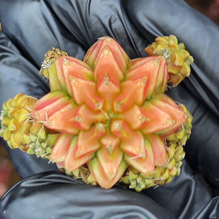 橘水晶 一物一拍。 