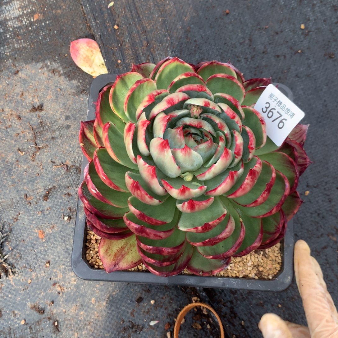 灼***华3676一物一拍20厘米