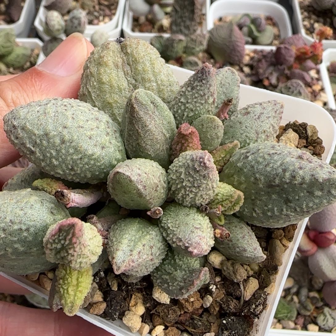 翡翠哈默杂多肉水泡