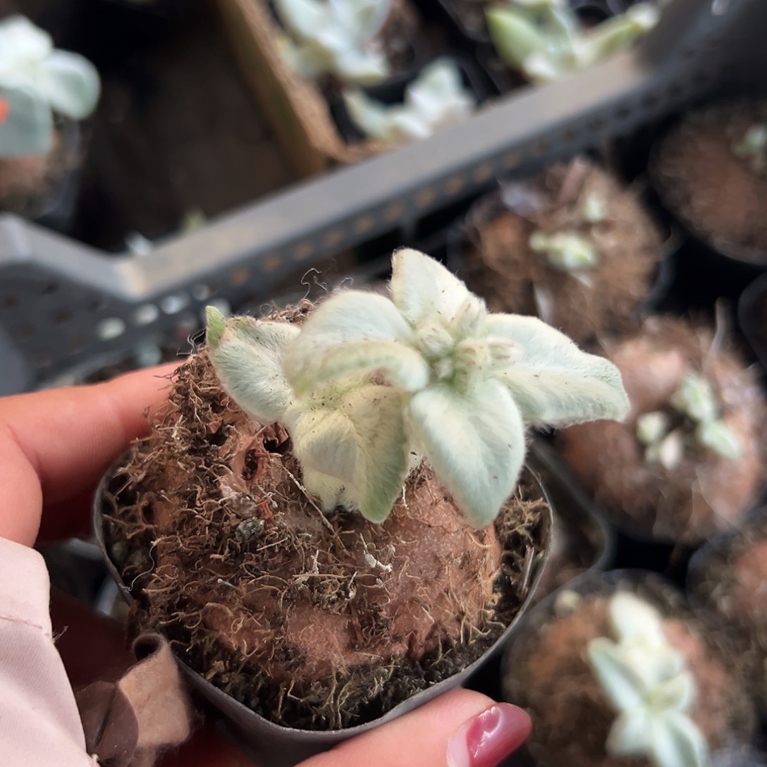 多肉植物多肉植物