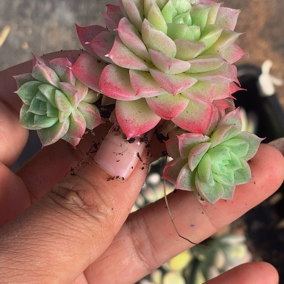 女王 一物一拍  多肉