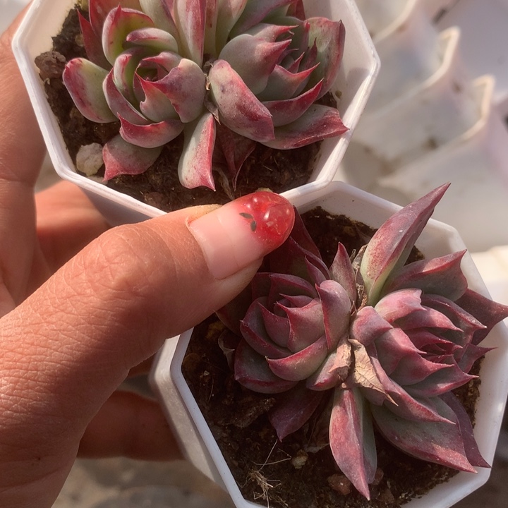 惊鸿双。（满9.99包邮不满9.99发叶子）