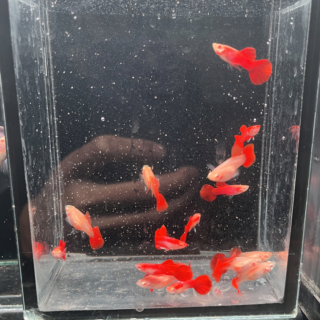 折扇白祉孔雀鱼热带观赏鱼活体淡水好养耐活胎生小型鱼