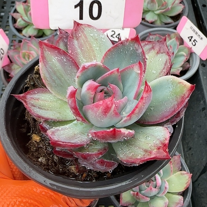 10 惊鸿仙子多肉植物6-9cm