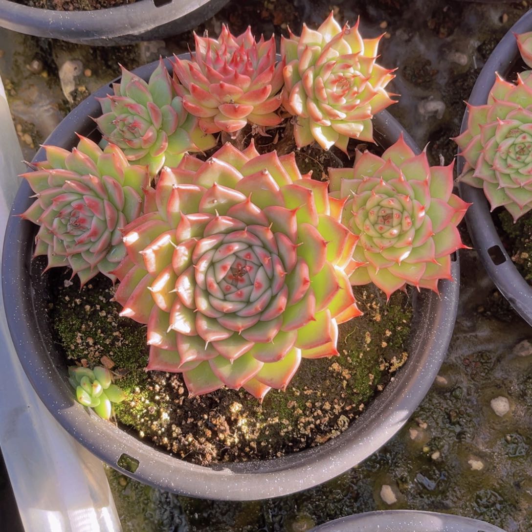 托斯卡20公分99899998