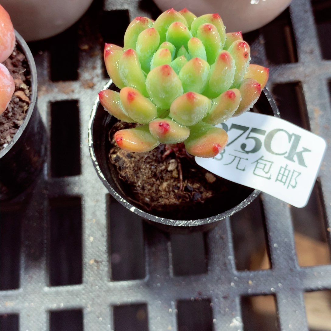 5厘米盆精控多肉675