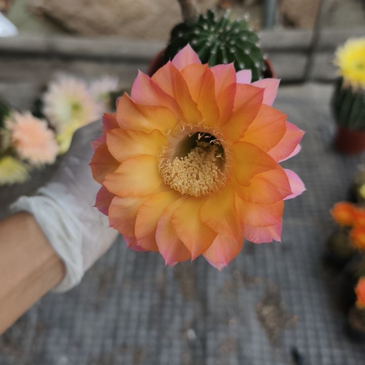 当前无花栽培后可以开花摘花脱土发货016