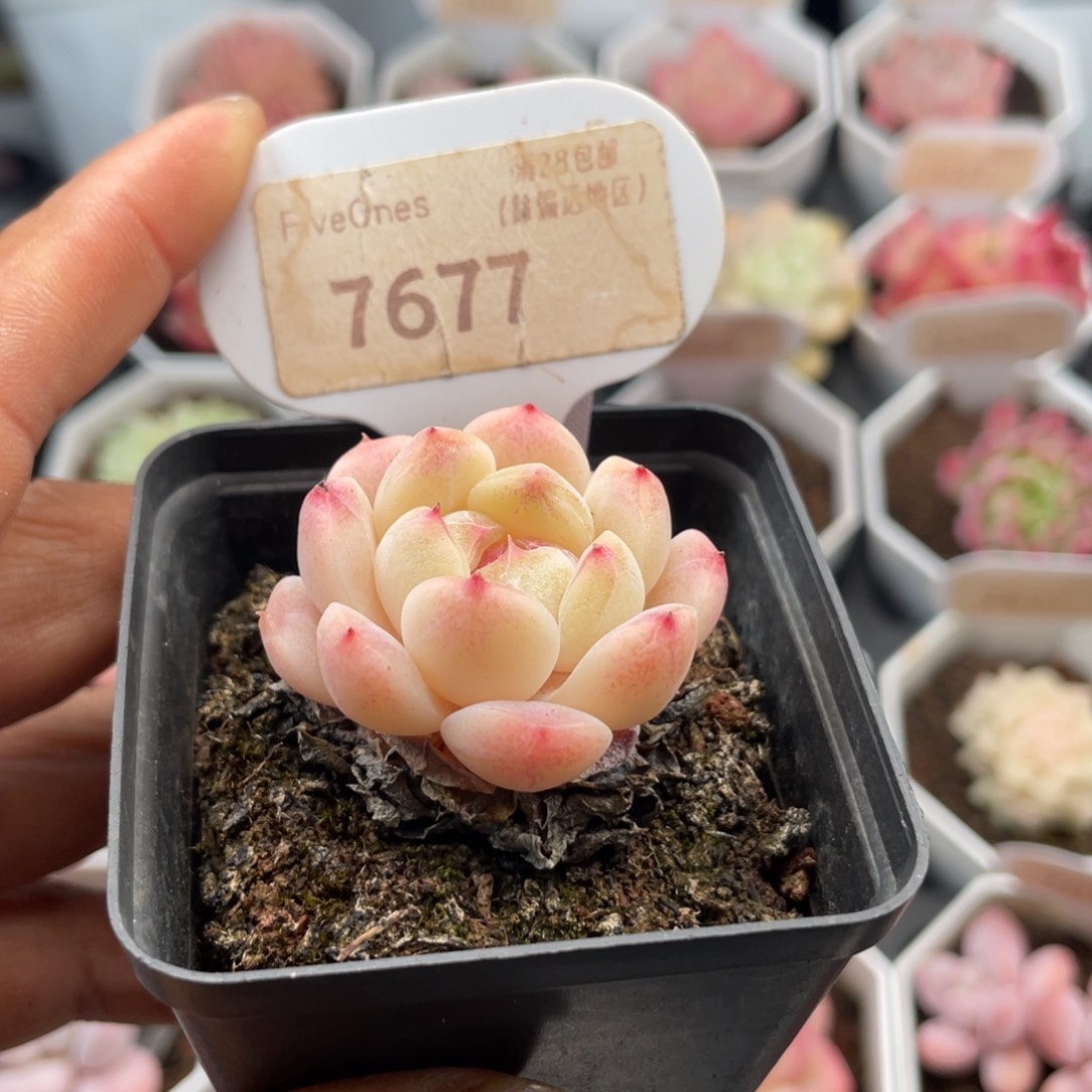 冰魄7677-3.5厘米