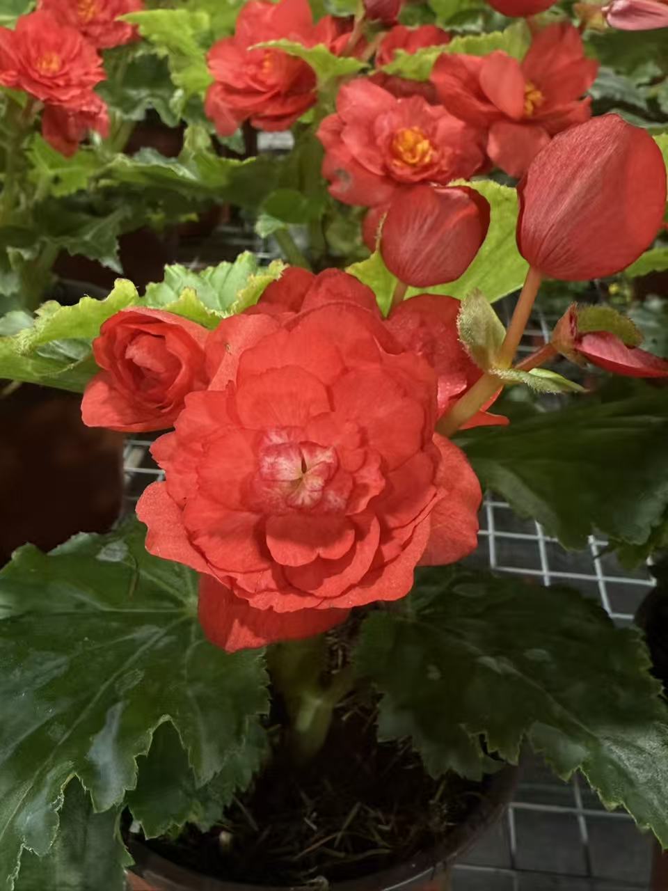【国旗红】丽格海棠多年生四季开花玫瑰海棠室内花卉