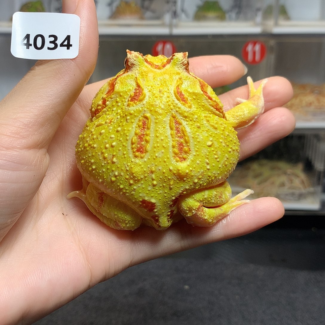 角蛙4034好看大黄金