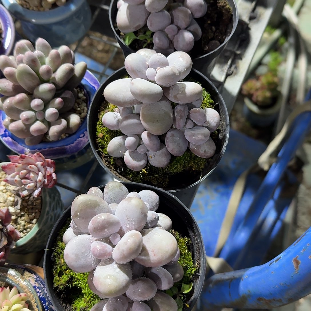 奶酪水光镇多肉植物