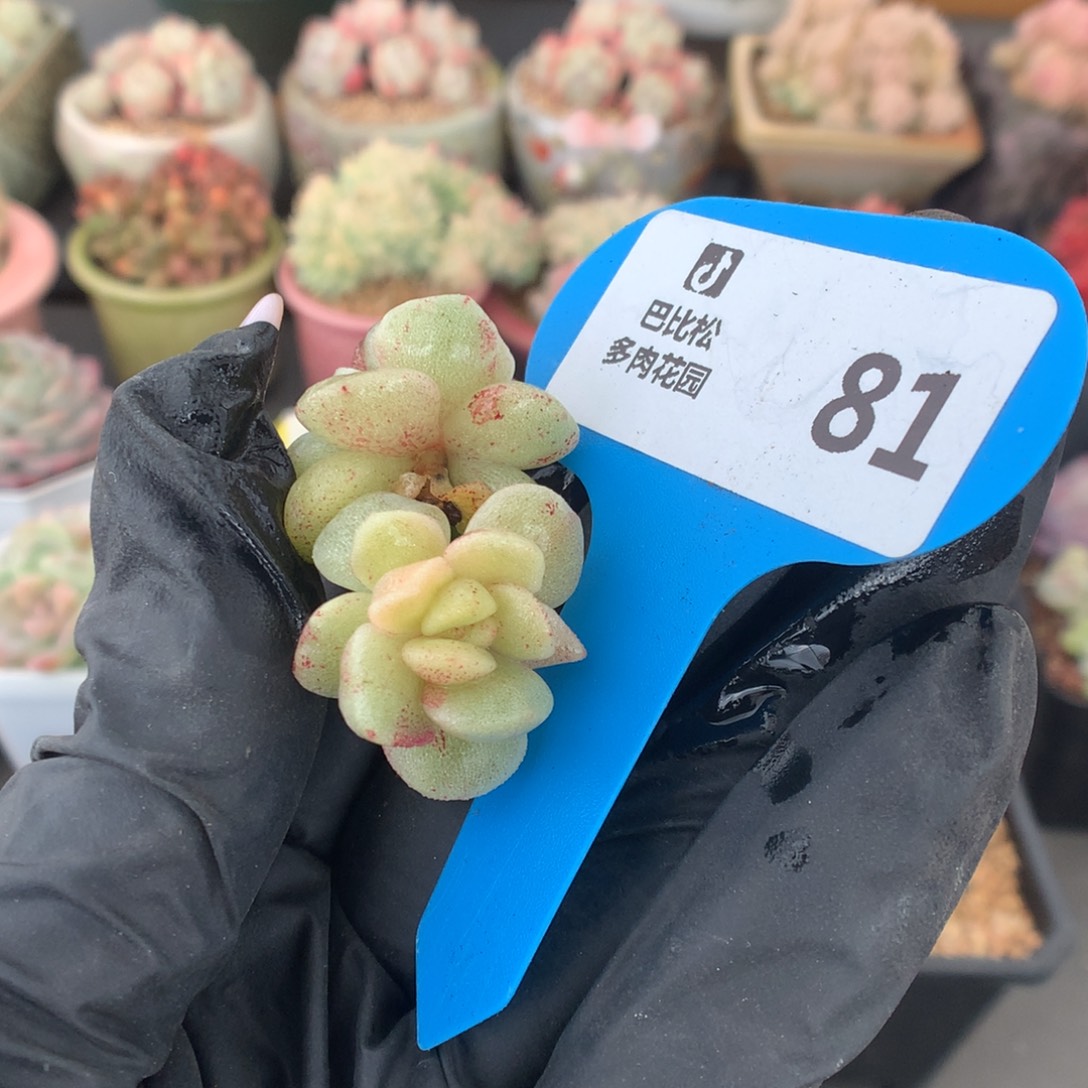 81 冰玉石化多肉多肉