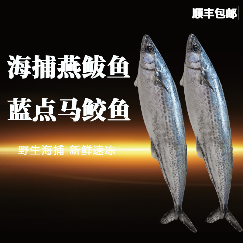 小船海捕燕鲅鱼深海野生蓝点马鲛鱼新鲜高品质特大号燕鱼威海海鲜
