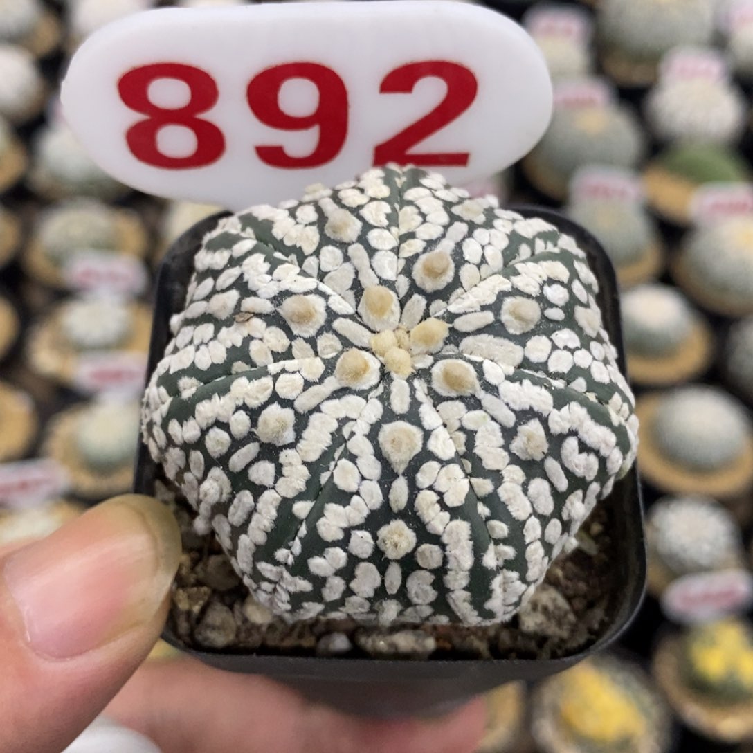 892海星体浓白超兜