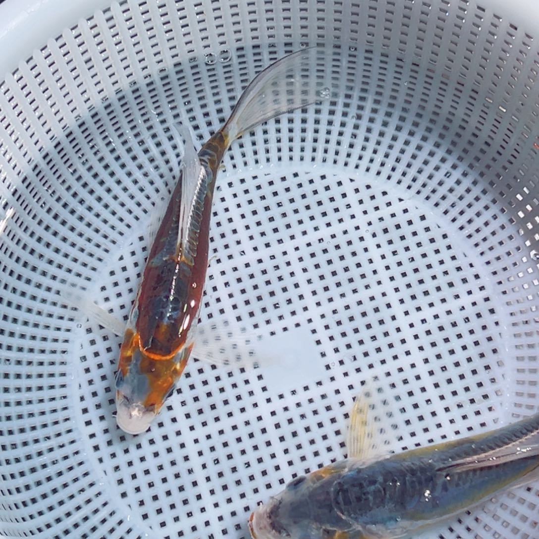 锦鲤锦鲤观赏鱼1111