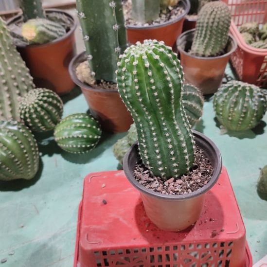 仙人球橙红金刚带根带盆