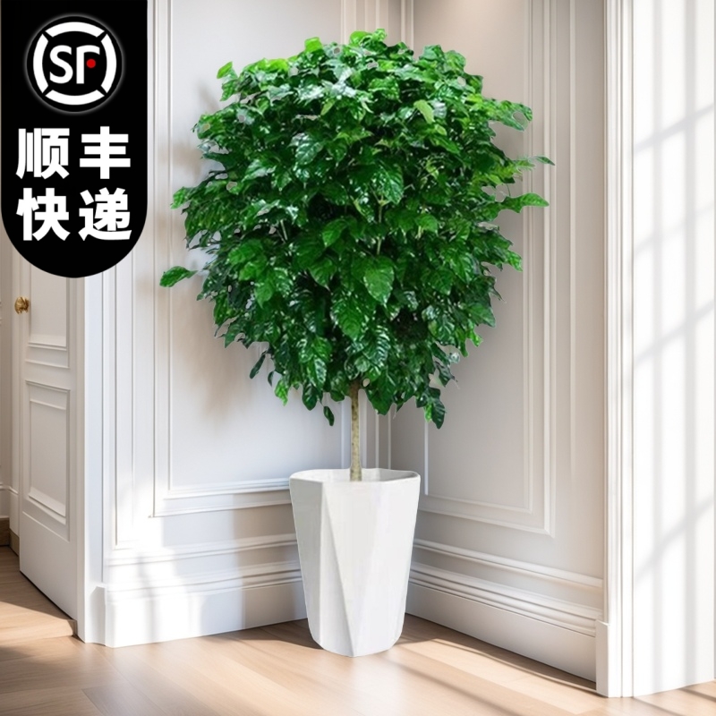 【顺丰包邮】1.4米-1.6米幸福树绿宝绿植物盆栽新家吸甲醛净化空气