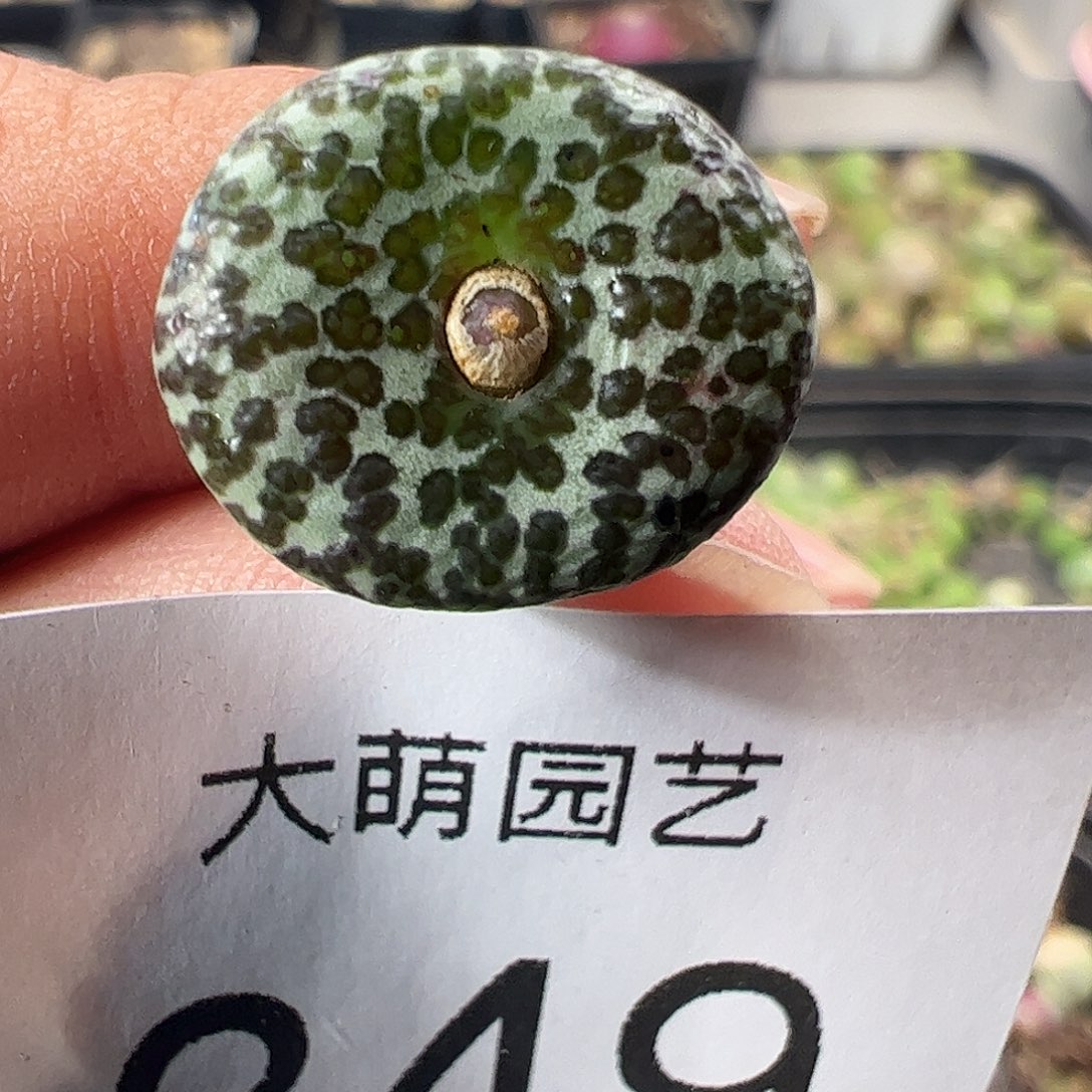 一物一拍优选泡泡安贞349