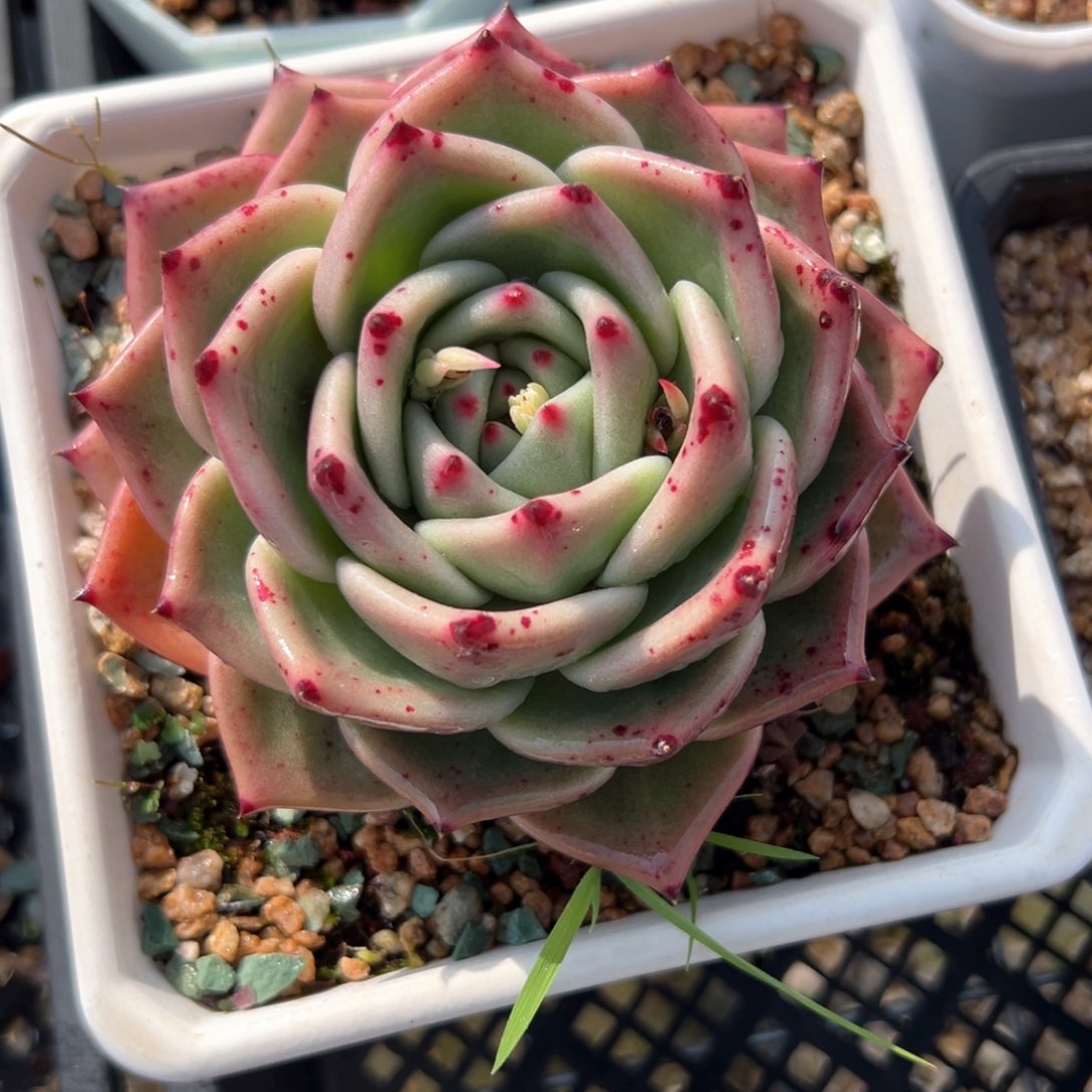 蓝龙（满38包邮）多肉