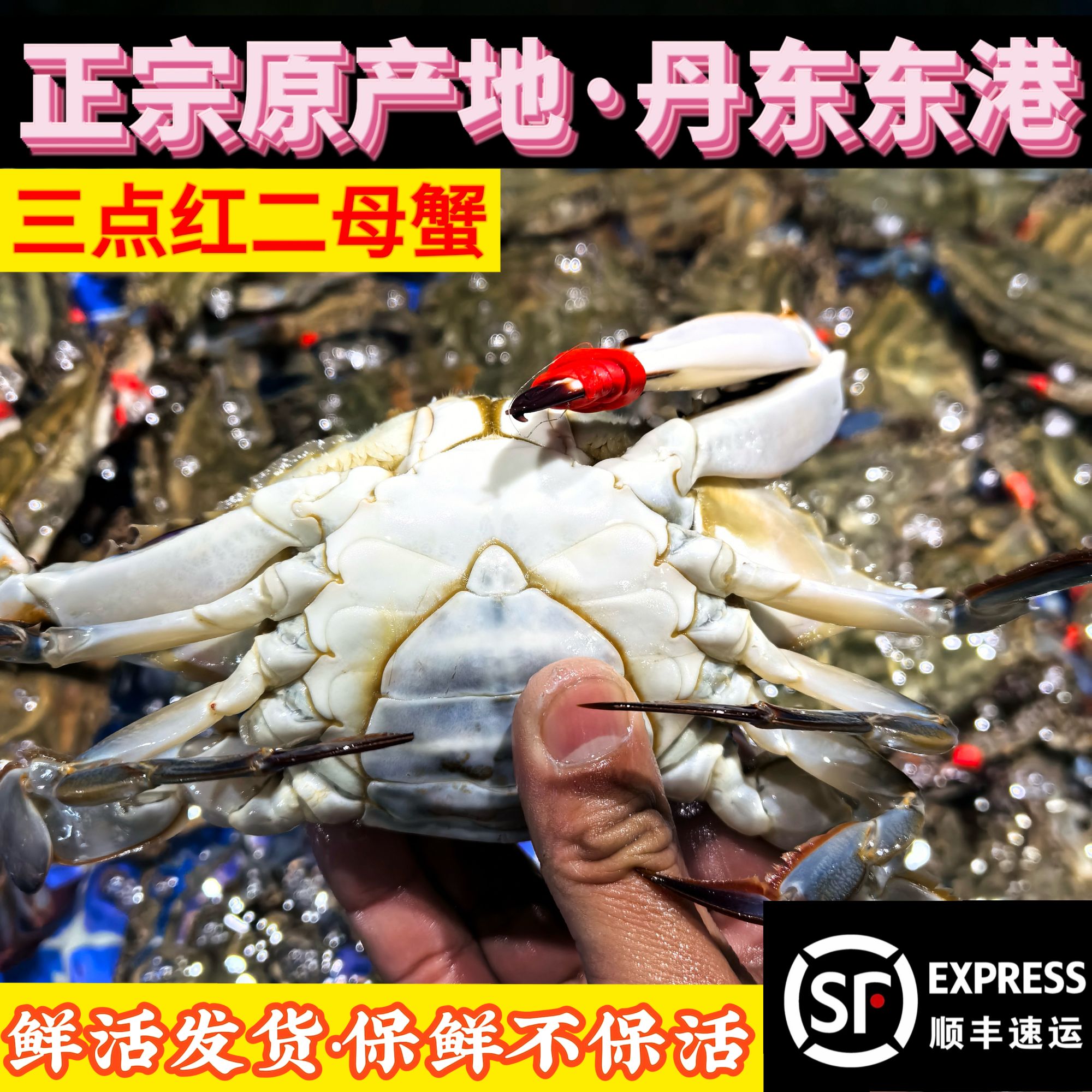 【保鲜不保活】丹东东港三点红母蟹单只3.5两左右总重3斤个别掉腿