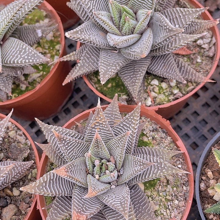 单头白马一颗包邮