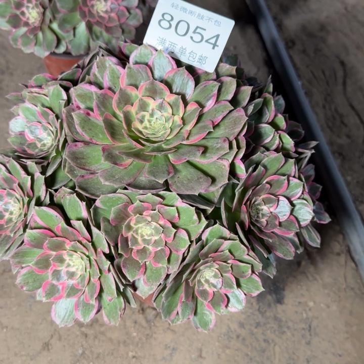 8054粉花妖多肉植物